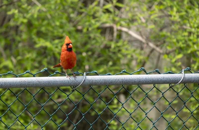 Deer Fence Installation in South Houston, TX